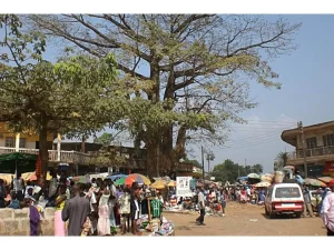 Makeni Cotton Tree